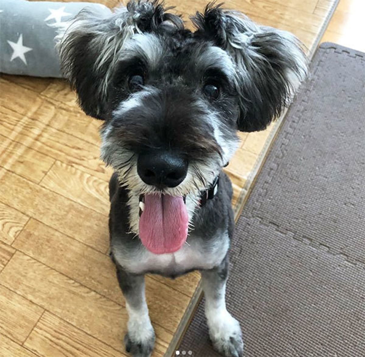 専門家が解説 テレビを見る犬 実は 好きな番組もあるらしい いぬのきもちweb Magazine 専門家が解説 テレビを見る犬 実は 好きな番組もあるらしい いぬのきもちweb Magazine
