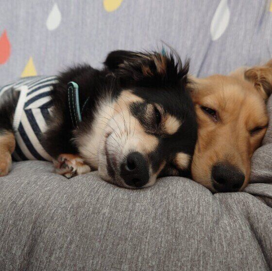 MIXのまろくんとお友達