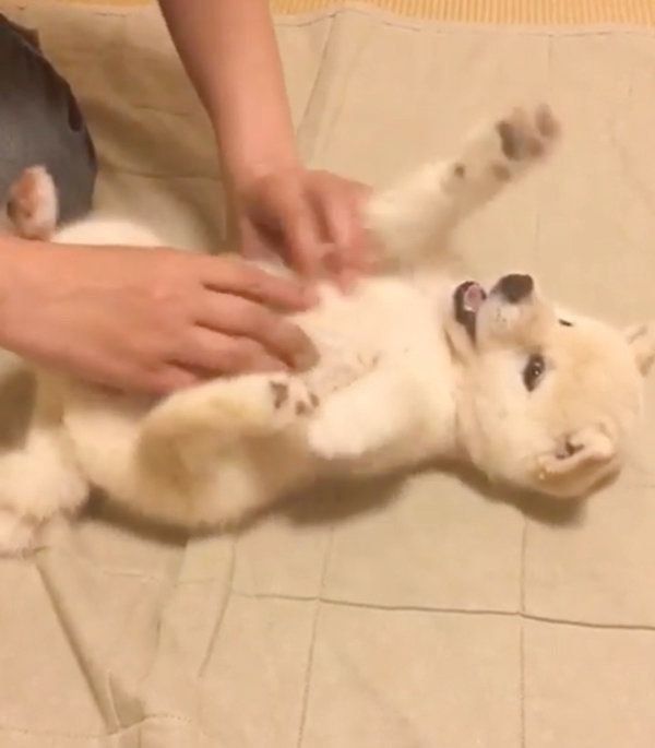 ナデナデしてもらう白柴