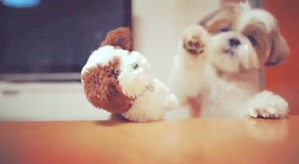 ぬいぐるみにキスをするシー・ズー