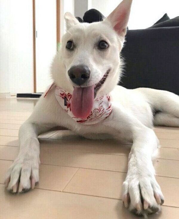 笑顔のハクちゃん