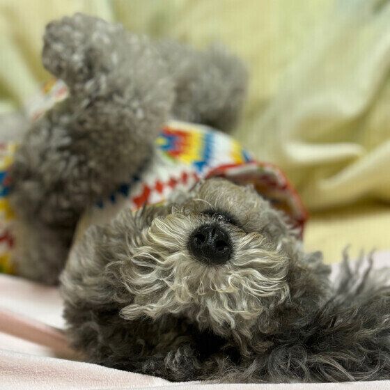 おっぴろげで眠るトイプーのあいちゃん