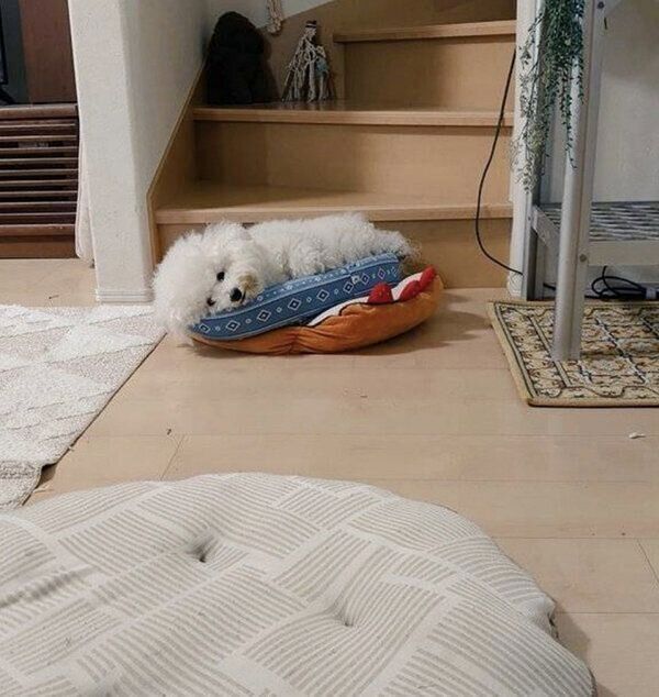 寝ながらこっちを確認するあめをちゃん