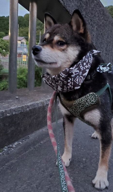 お迎えされた頃の柴犬 推定5才