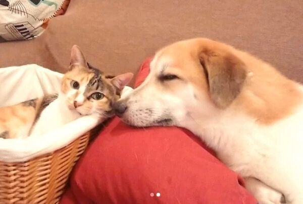 くつろぐコロちゃんとチコちゃん