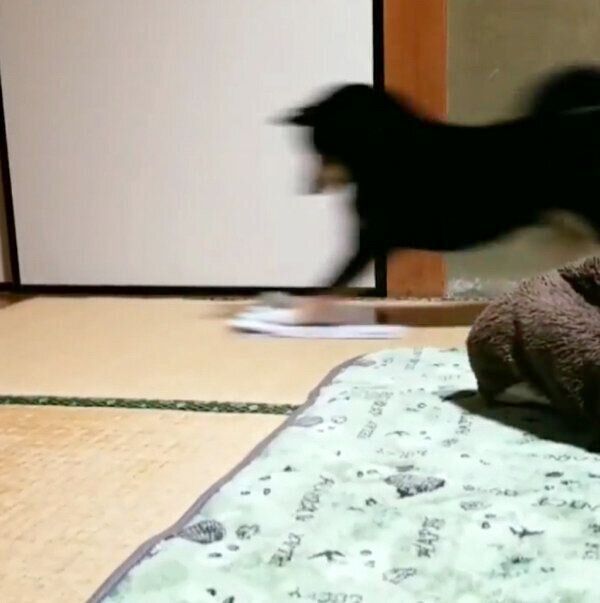 「雑巾がけ」をしている風のくま吉くん