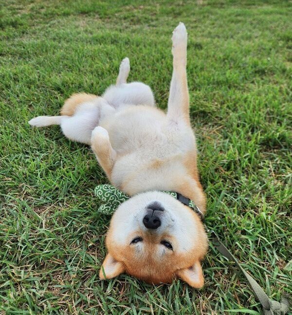 ヘソ天するニッキくん