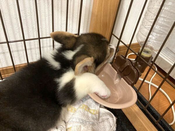 水入れの中に前足を入れるどれみちゃん