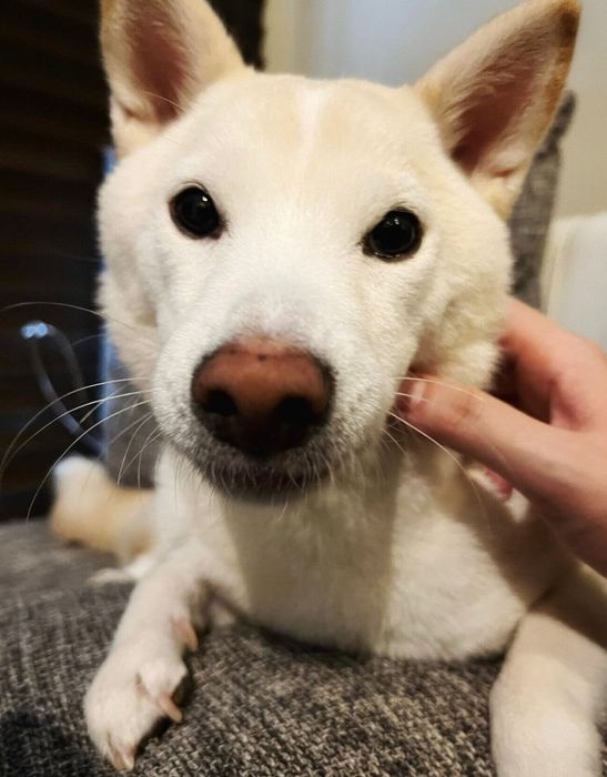 飼い主さんにアゴを触られるほたてくん