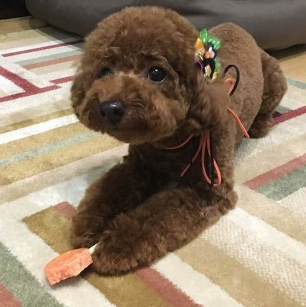 肥満犬が食事制限ダイエット 絶対に外してはいけないポイントとは いぬのきもちweb Magazine 肥満犬が食事制限ダイエット 絶対に外してはいけないポイントとは いぬのきもちweb Magazine