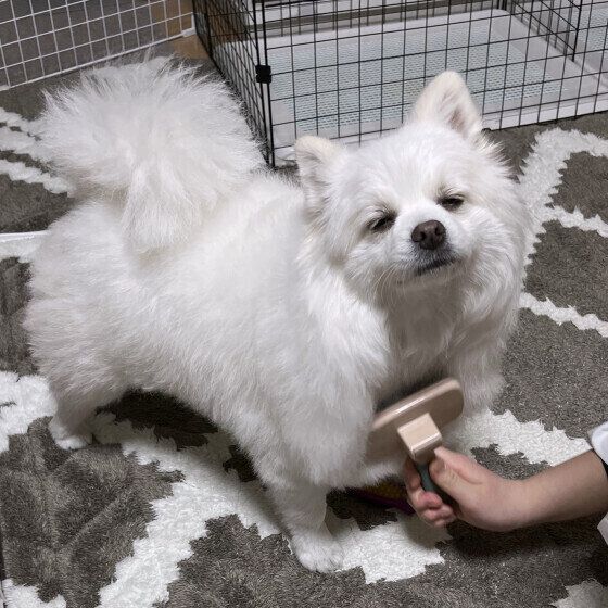 ブラッシング後のポメラニアン