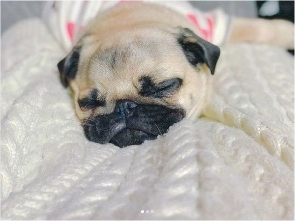 ぺたんこワンコ