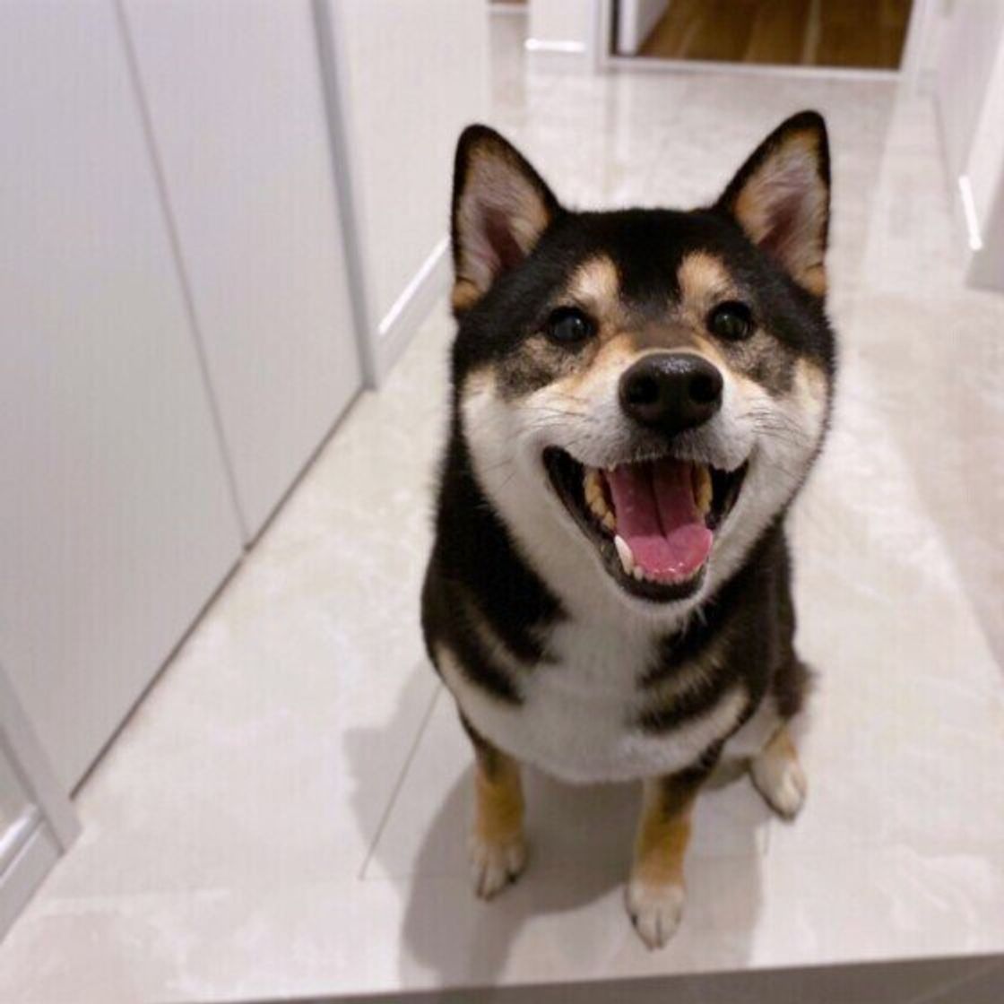 愛犬が お出迎えしない理由 飼い主さんへの愛がないわけではない いぬのきもちweb Magazine 愛犬が お出迎えしない理由 飼い主さんへの愛がないわけではない いぬのきもちweb Magazine