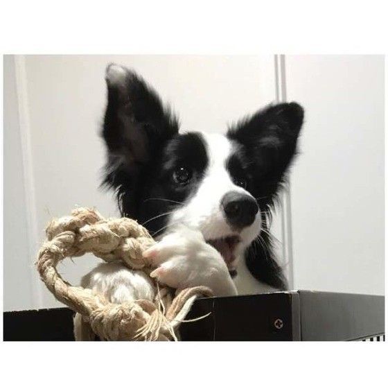 ボーダー・コリー