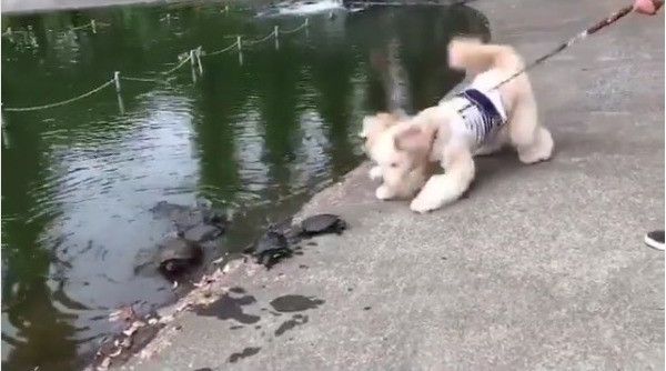 カメと対面ワンコ