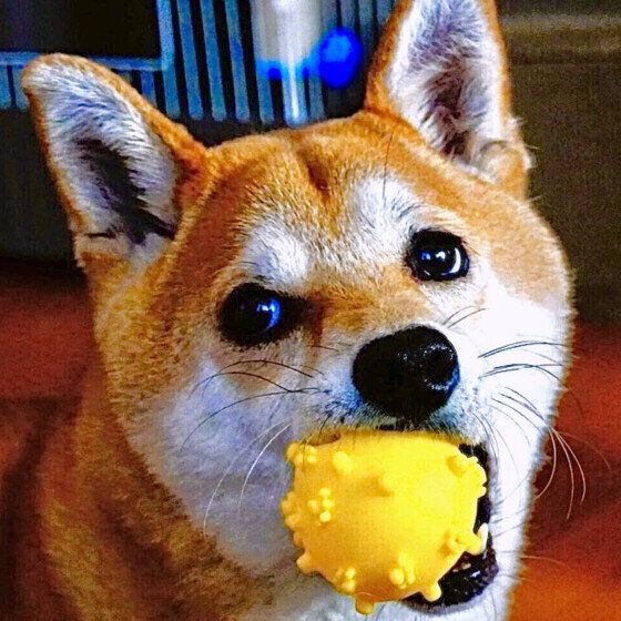 静  柴　ボール遊びが大好き