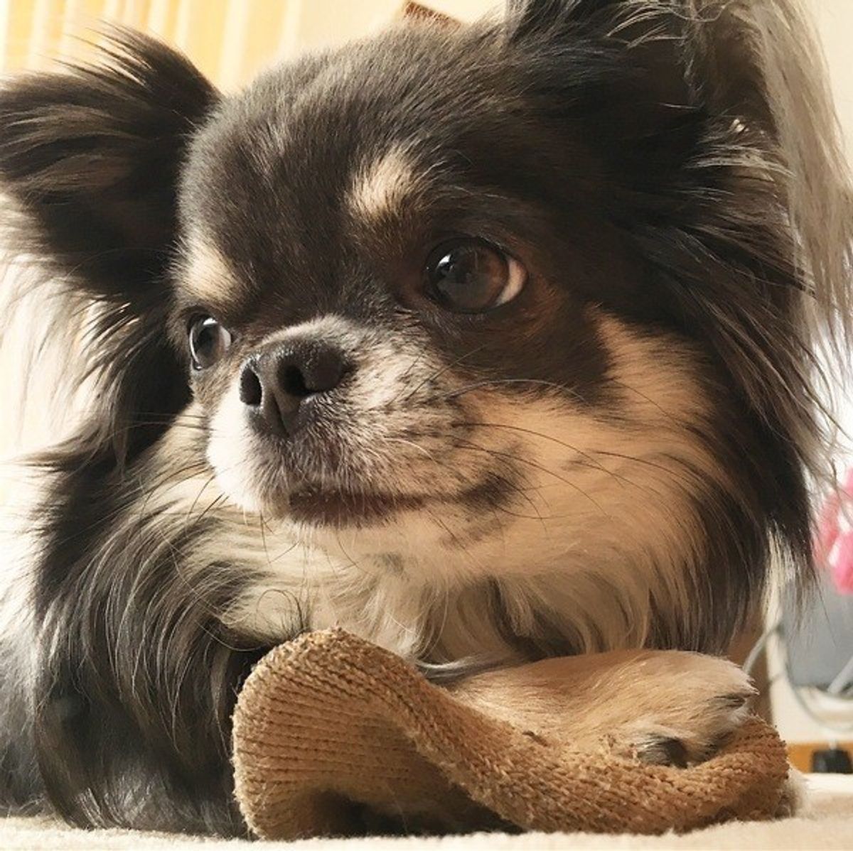 犬にとって花火や雷は耐え難いストレス その対処法とは いぬのきもちweb Magazine 犬にとって花火や雷は耐え難いストレス その対処法とは いぬのきもちweb Magazine