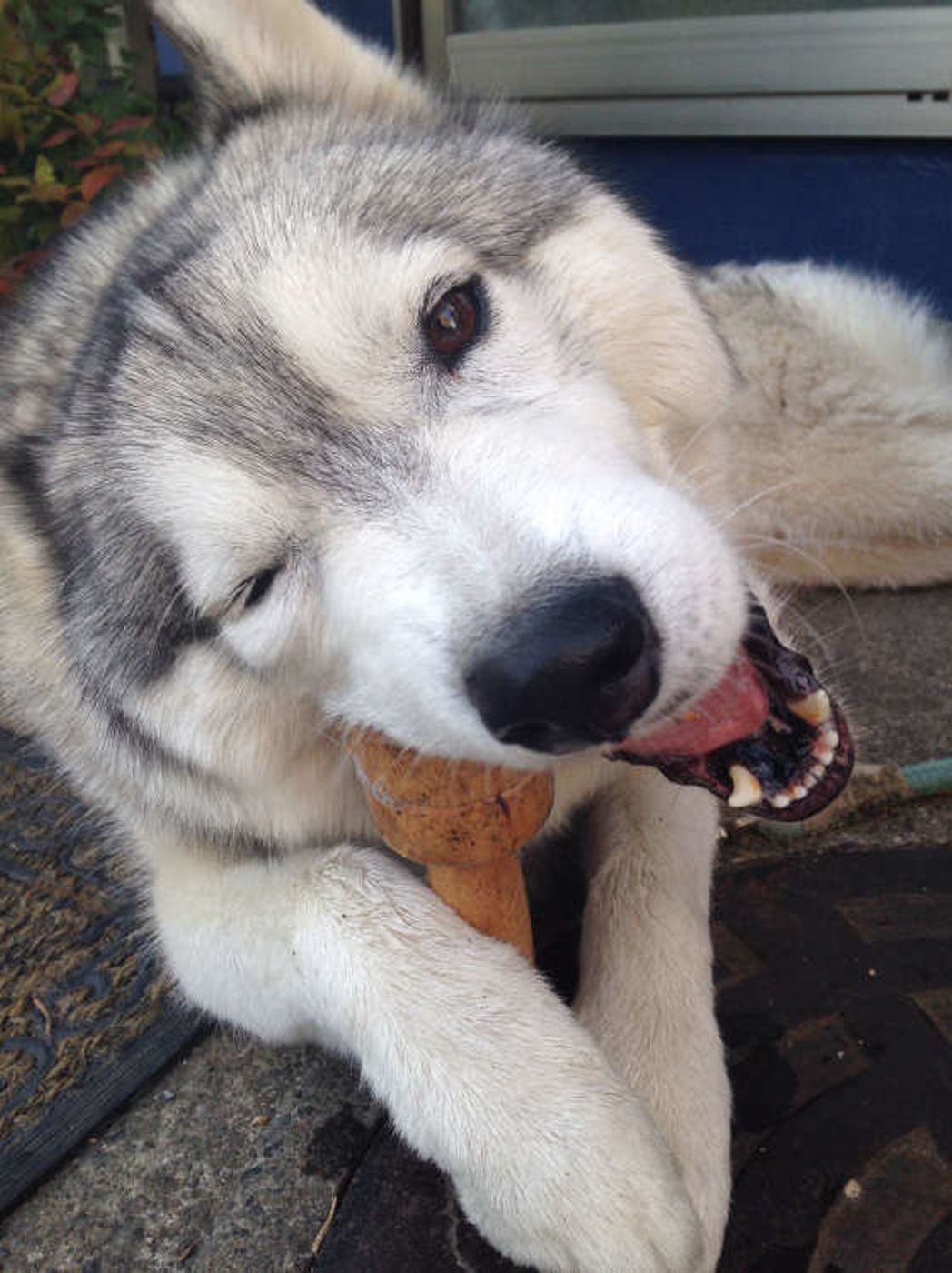 犬の脱走には 意外な理由 も 注意したい場面と対策法も解説 いぬのきもちweb Magazine 犬の脱走には 意外な理由 も 注意したい場面と対策法も解説 いぬのきもちweb Magazine