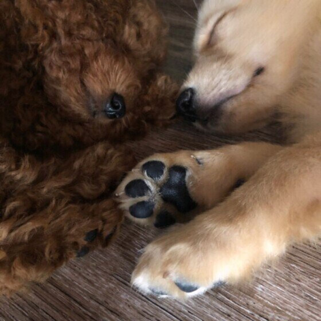 犬用ケージの選び方と置き方について 多頭飼いの場合やサークルとの違いも いぬのきもちweb Magazine 犬用ケージの選び方と置き方について 多頭飼いの場合やサークルとの違いも いぬのきもちweb Magazine
