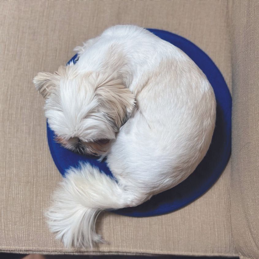 東京都 ぷーこちゃん（メス・２才／3.8kg／ミックス）