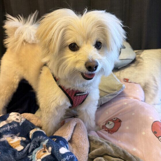 笑顔のミックス犬