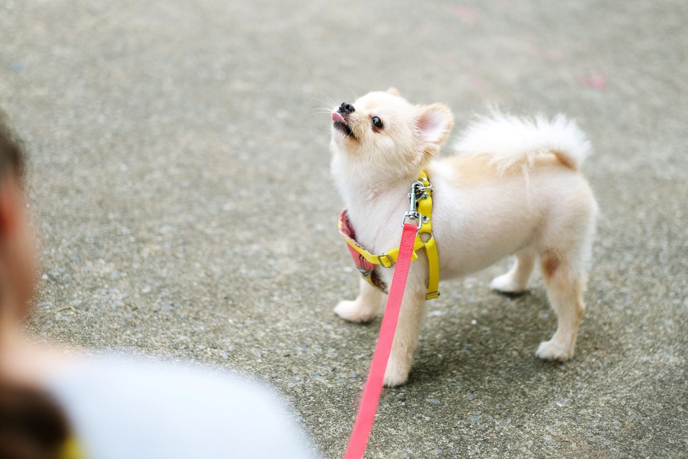 獣医師監修 犬が散歩で歩かない理由は 対処法も知ろう いぬのきもちweb Magazine 獣医師監修 犬が散歩で歩かない理由は 対処法も知ろう いぬのきもちweb Magazine