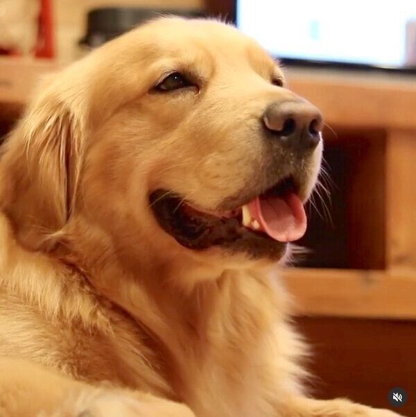 笑顔のモッシュくん