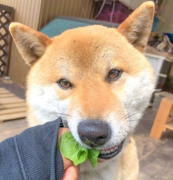 四葉のクローバーを食べてしまったそらくん