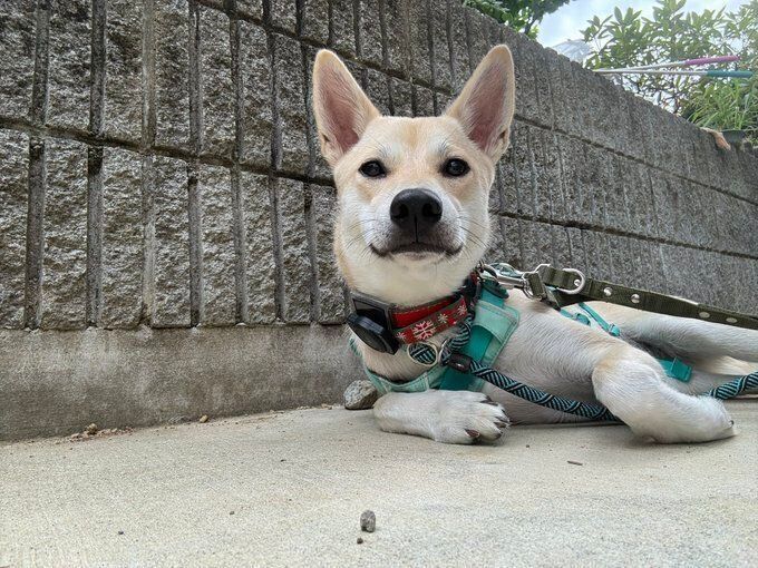 お外での様子　最近は、犬を連れている人なら大丈夫になってきたのだとか