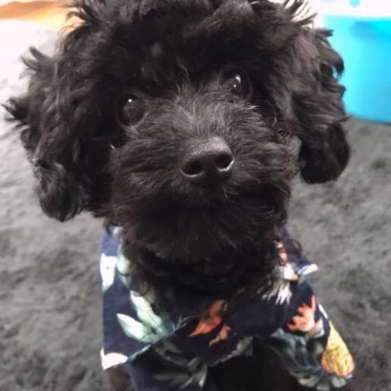 洋服を着るトイ・プードル