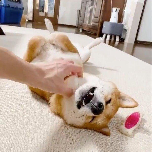 お腹を撫でられ放心状態のりんご郎くん