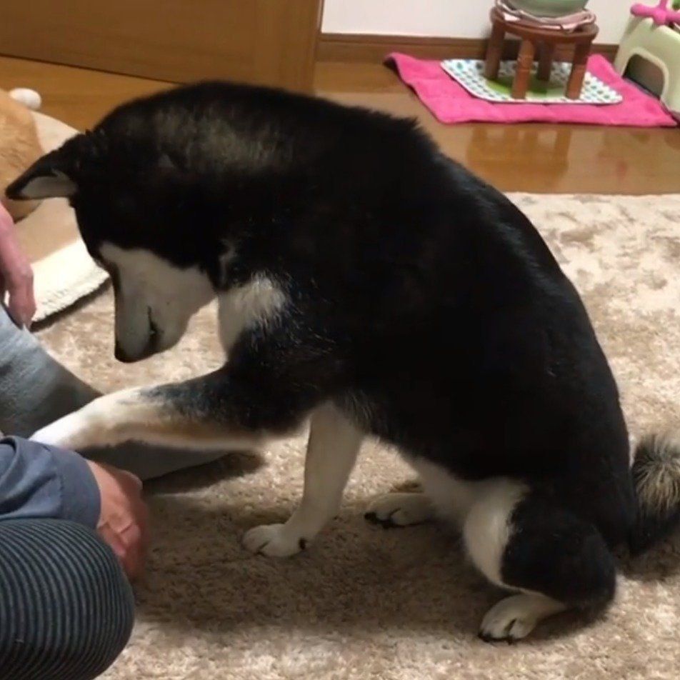 お父さんにおねだりするララちゃん