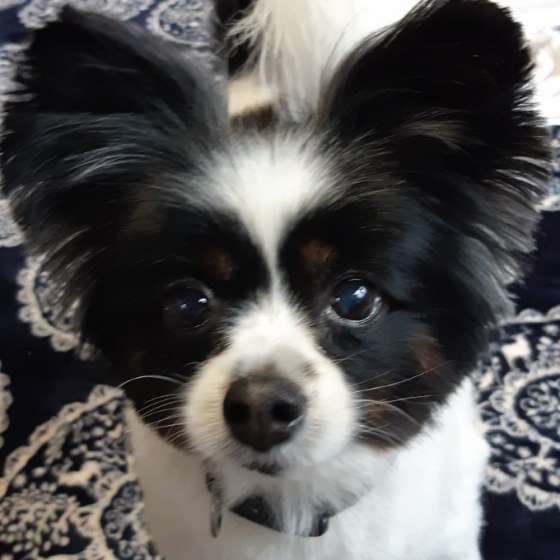 お耳が可愛いパピヨン