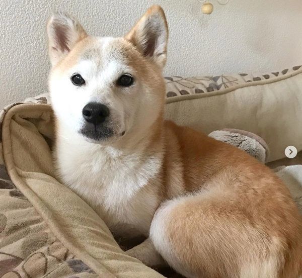 柴犬のリリコちゃん