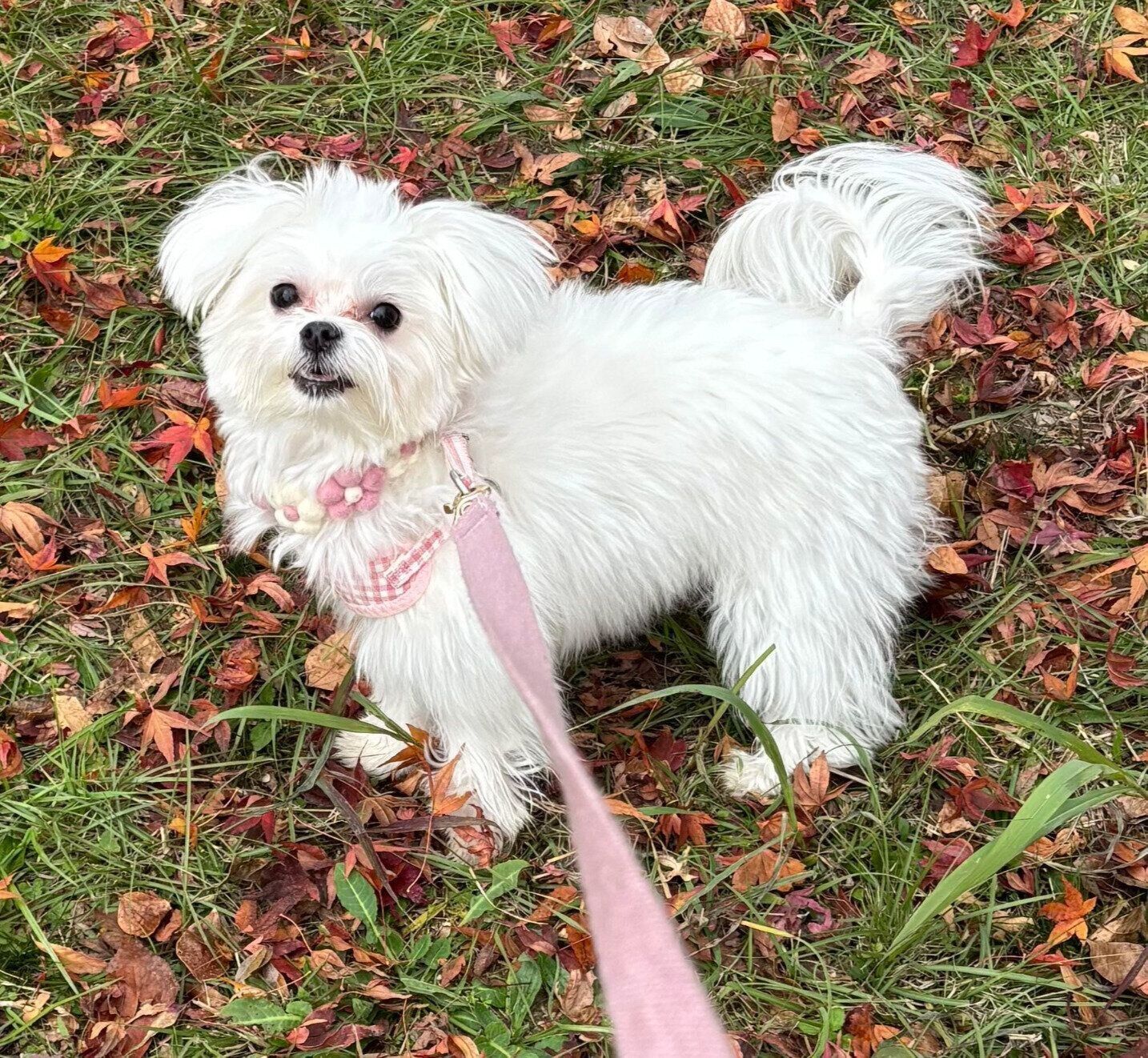 散歩を楽しむペシュちゃん