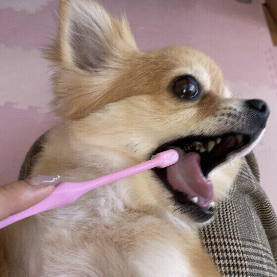 歯磨きをがんばるALOちゃん