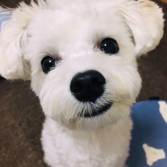 おやつをねだるマルチーズ