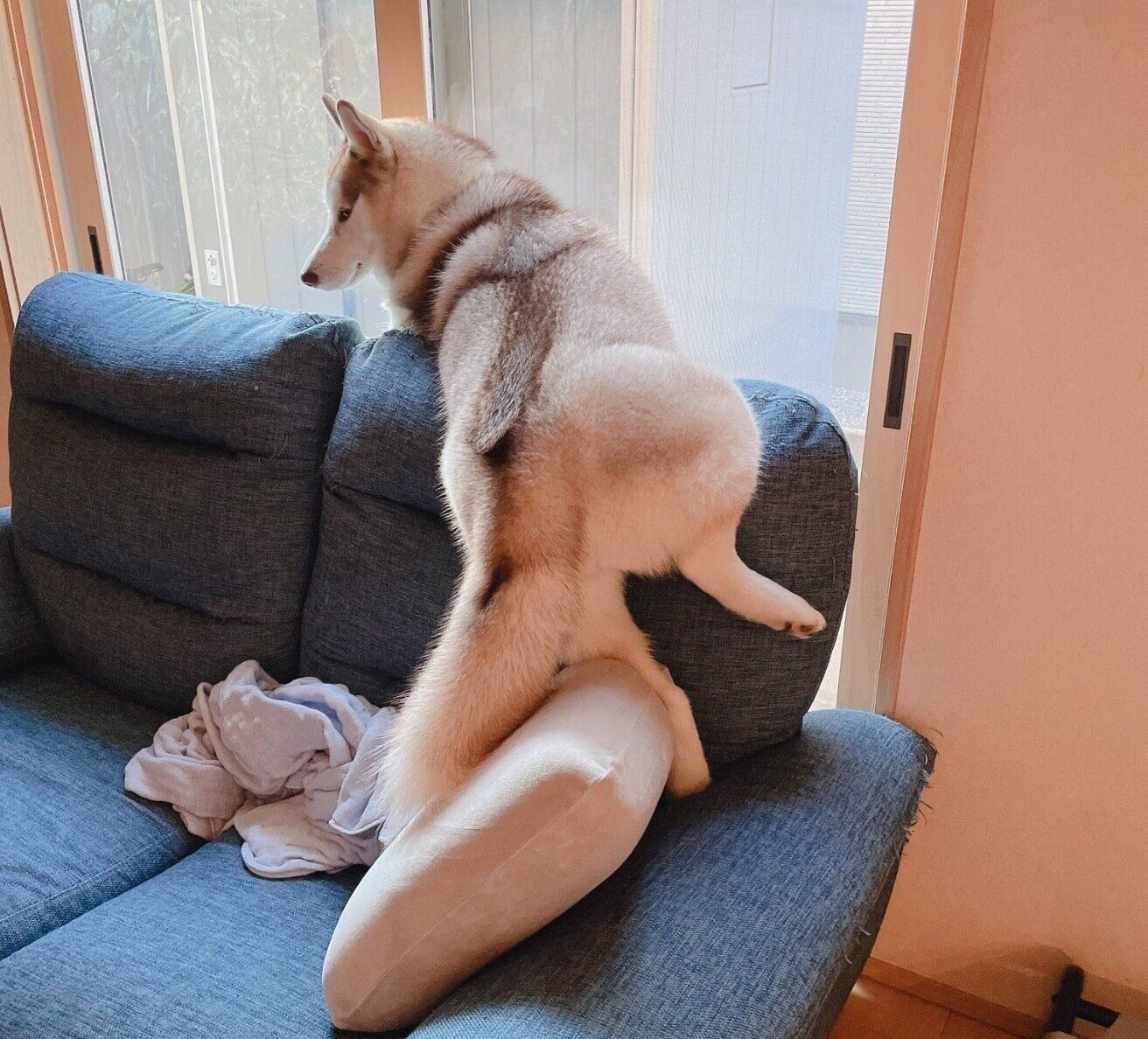 後ろ姿がマヌケに見えてしまうアイリスちゃん