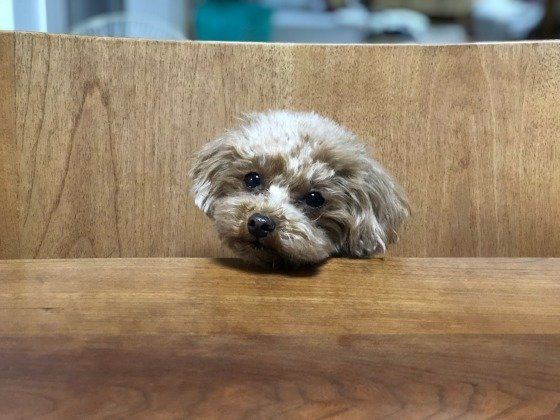 椅子に座るトイ・プードル