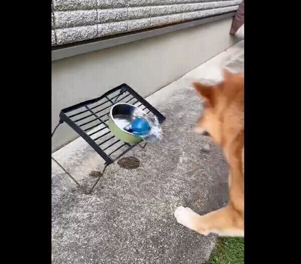 ボールを取ろうとするゆめちゃん