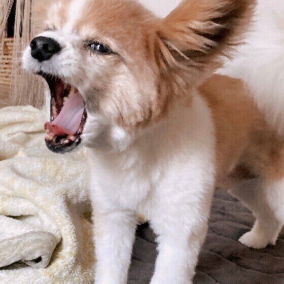 パピヨンの空くん