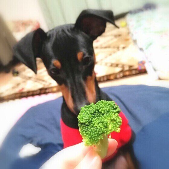 目の前に差し出されたブロッコリーの小房をじっと見つめる黒いミニチュア・ピンシャー