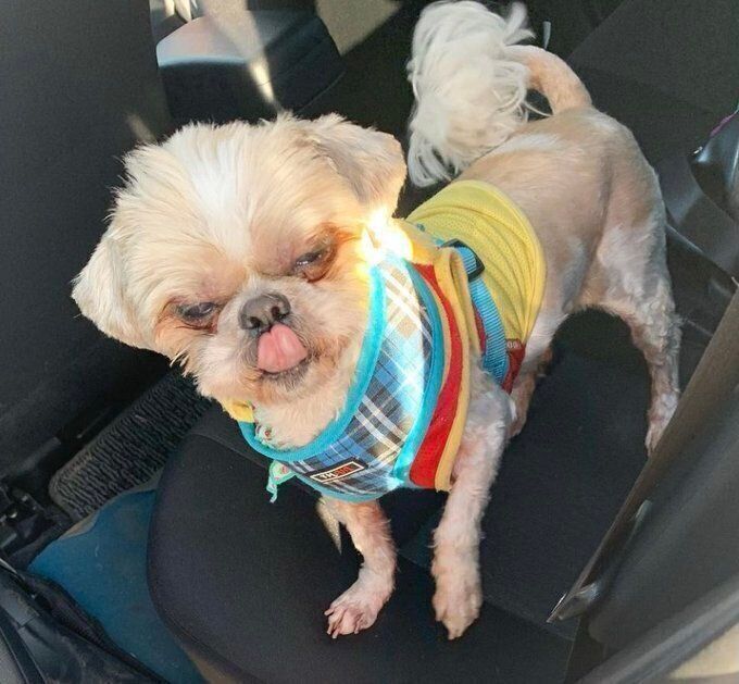 シー・ズーのととろちゃん