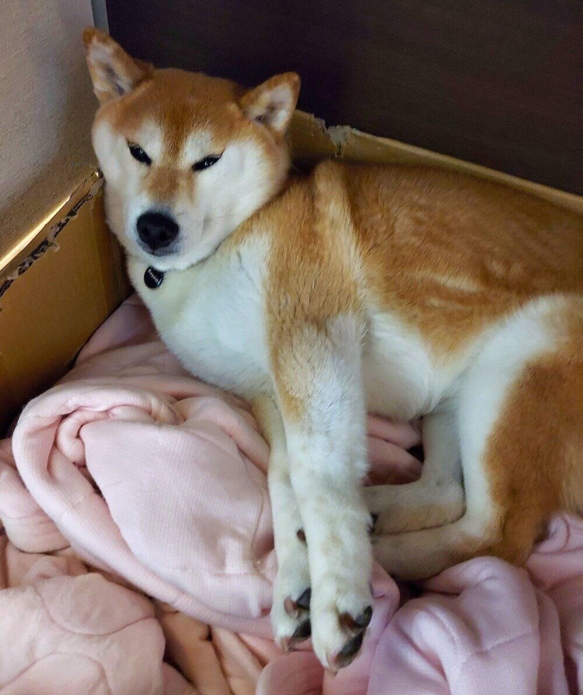 柴犬あるある 伸びをするときめいっぱいピーンッ とすること 連載 ここ掘れここ柴 Vol 132 いぬのきもちweb Magazine 柴犬あるある 伸びをするときめいっぱいピーンッ とすること 連載 ここ掘れここ柴 Vol 132 いぬのきもちweb Magazine