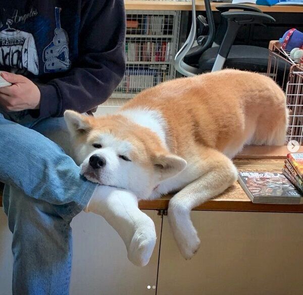 パパさんの足にあご乗せするジロウくん