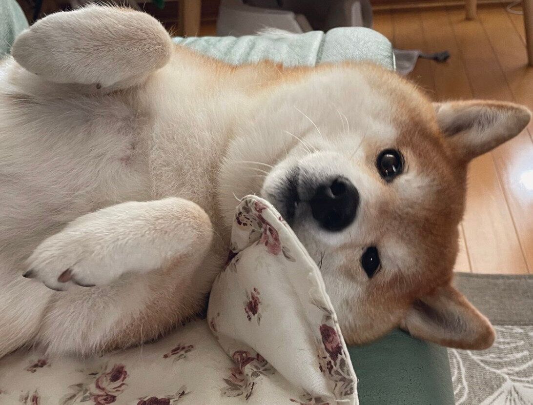 キラキラな瞳で見つめるハルちゃん