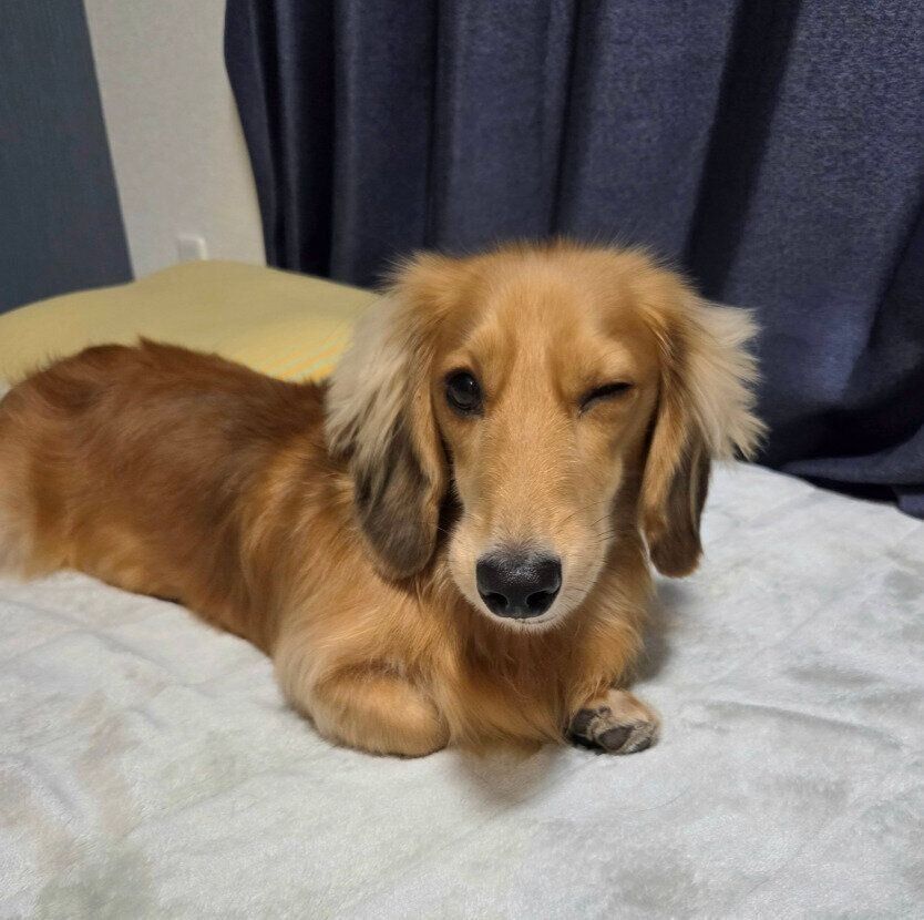 ウインクの表情をするミニチュア・ダックスフント