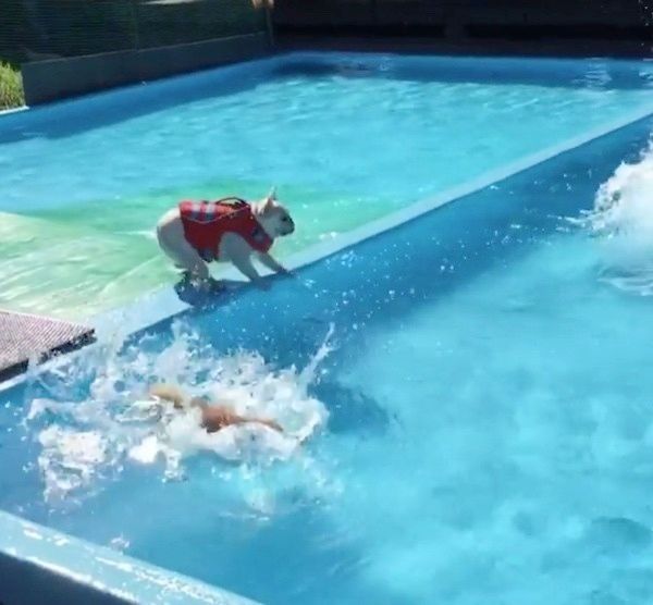 プールで遊ぶ柴犬