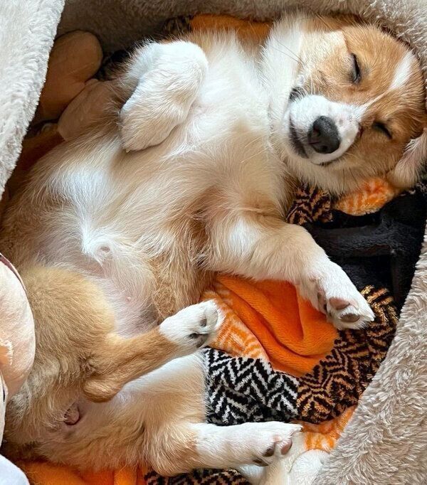 ヘソ天するモカちゃん