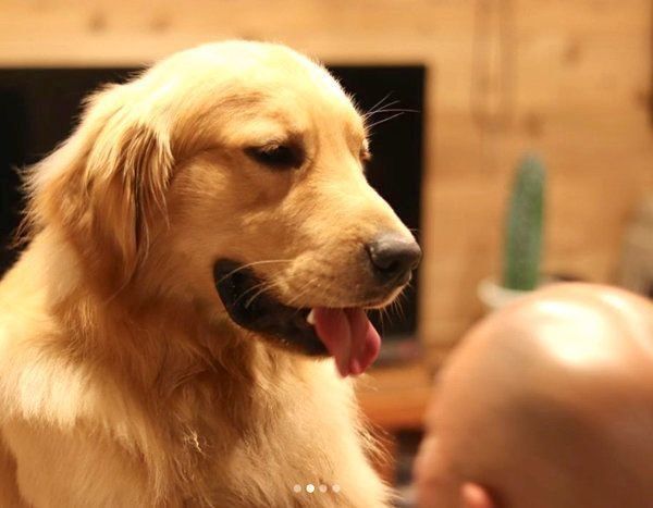 パパの頭を舐めるゴールデン・レトリーバー